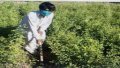 Pakistan Crisis Greening Program Photo by khaleejtimes.com