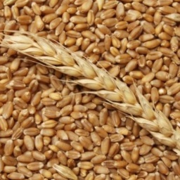 Ukraine Cuts Grain Export By 14.4% To 22.9 Million Tons Since Early MY2020/2021