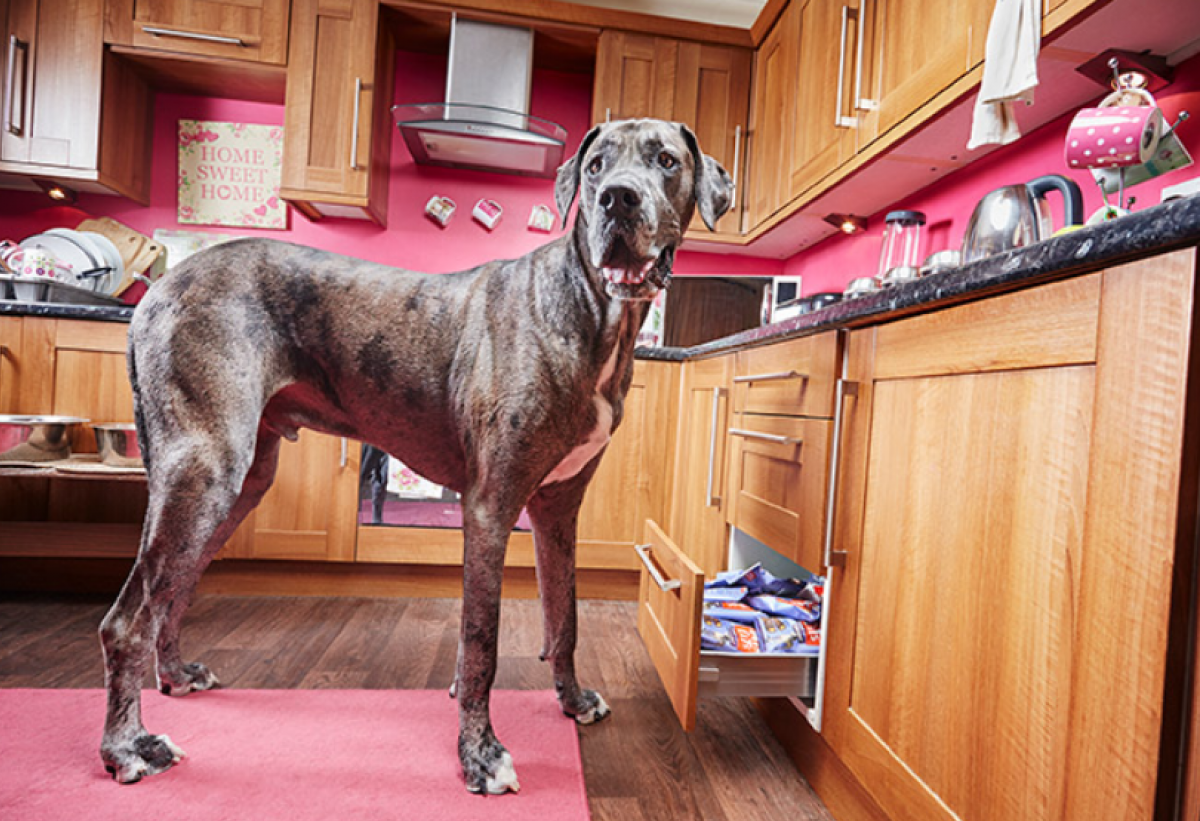 Самый длинный пес мира по кличке Фредди. Фото: Книга рекордов Гиннесса