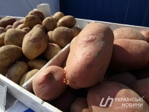 Україна розпочала імпорт картоплі з Польщі та Литви