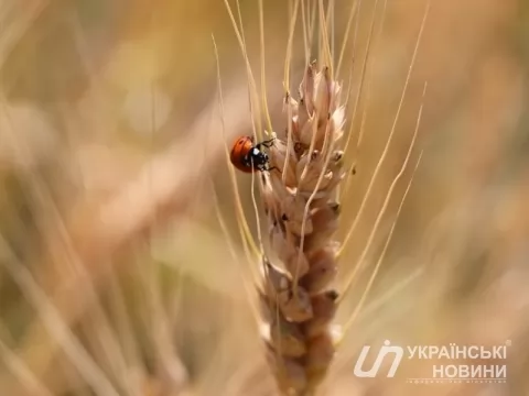 Прогноз погоди на вихідні 18–19 червня: спекотний вікенд із суботніми грозами