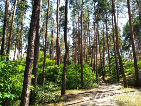 Держлісагентство створить електронний атлас лісових автомобільних доріг