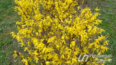Весна. Фото: Українські Новини