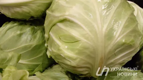 Молода капуста. Фото: Українські Новини