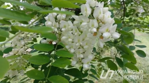 Літо. Фото: Українські Новини