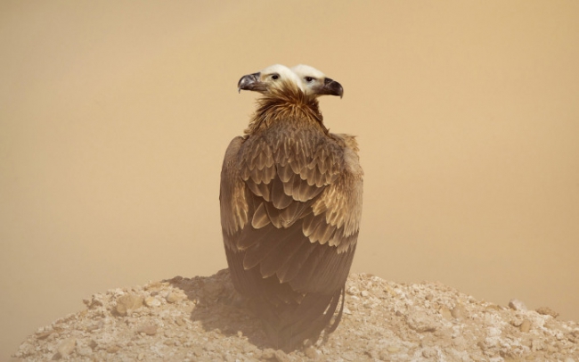 Двуглавый стервятник, Кувейт. Фотограф Мохд Хоршид (Mohd Khorshid).