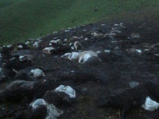 Блискавка вдарила в стадо з 1102 овець.